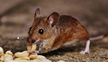 24 Hour & Emergency Exterminators in Oraville, IL